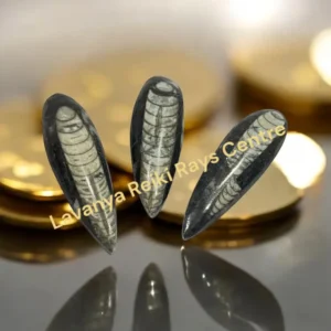 Kuber Stone Finance Stone Orthoceras Fossil